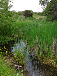 Marshy pond