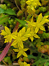 Mossy stonecrop