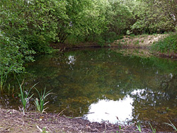 Pond and bushes