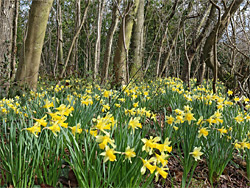 Patch of daffodils