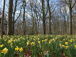 Daffodils in the spring