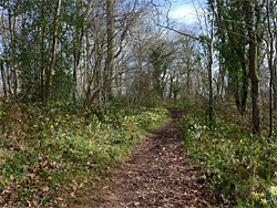 Path through the wood