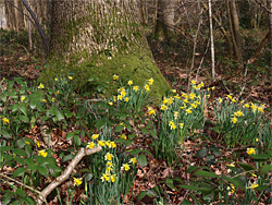 Tree and daffodils