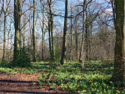 Open woodland