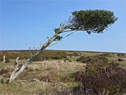 Wind-blown tree