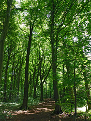 Beech woods