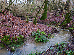 Bishop's Hill Brook