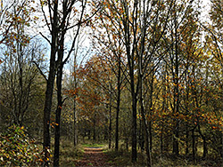 Tree-lined track