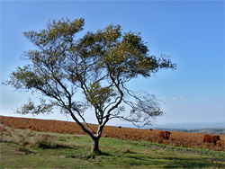 Tree and cows