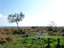 Tree and posts