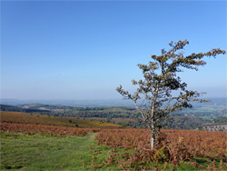 Lone tree