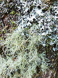 Lichens in Blackator Copse