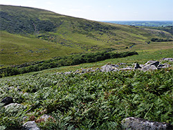 Above the copse