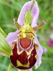 Bee orchid