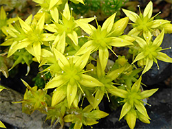 Biting stonecrop