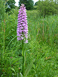 Heath spotted orchid