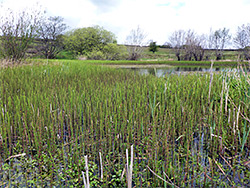 Horsetail