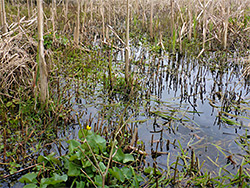 Marshy pool