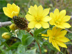 Yellow flowers