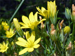 Buds and flowers