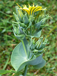 Flower, bracts and leaves