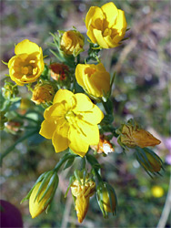 Flower cluster