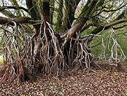 Roots and branches