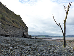 Lone tree