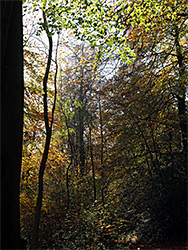 Autumnal woodland