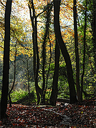 Tree trunks and leaves