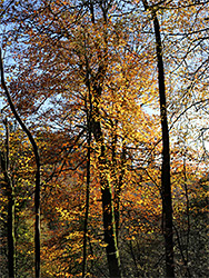 Reddish leaves