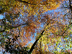 Beech trees in autumn