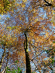 Colourful leaves