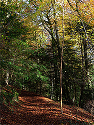 Leaves on a path