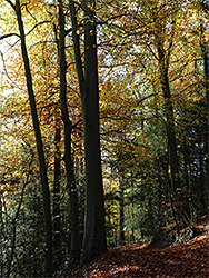 Trees beside a path