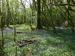 Bluebells beside a path