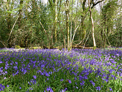 Many bluebells