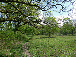 Grassy clearing