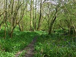 Path through wild garlic