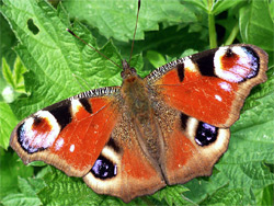 Peacock butterfly