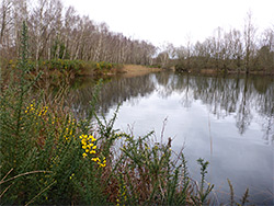 Gorse beside a pond