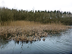 Pool and reeds