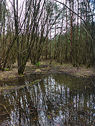 Reflections on a pool