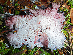 White slime mold