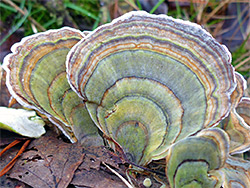 Turkey tail