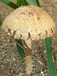 Beach brittlestem