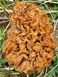 Yellow morel