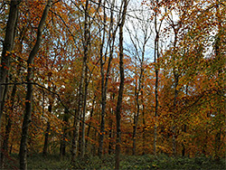 Red-orange leaves