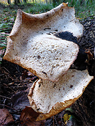 Dryad's saddle