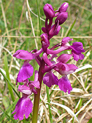 Early purple orchid